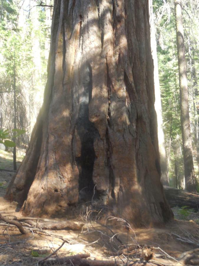 Yosemite Paradise Inn Coulterville Esterno foto